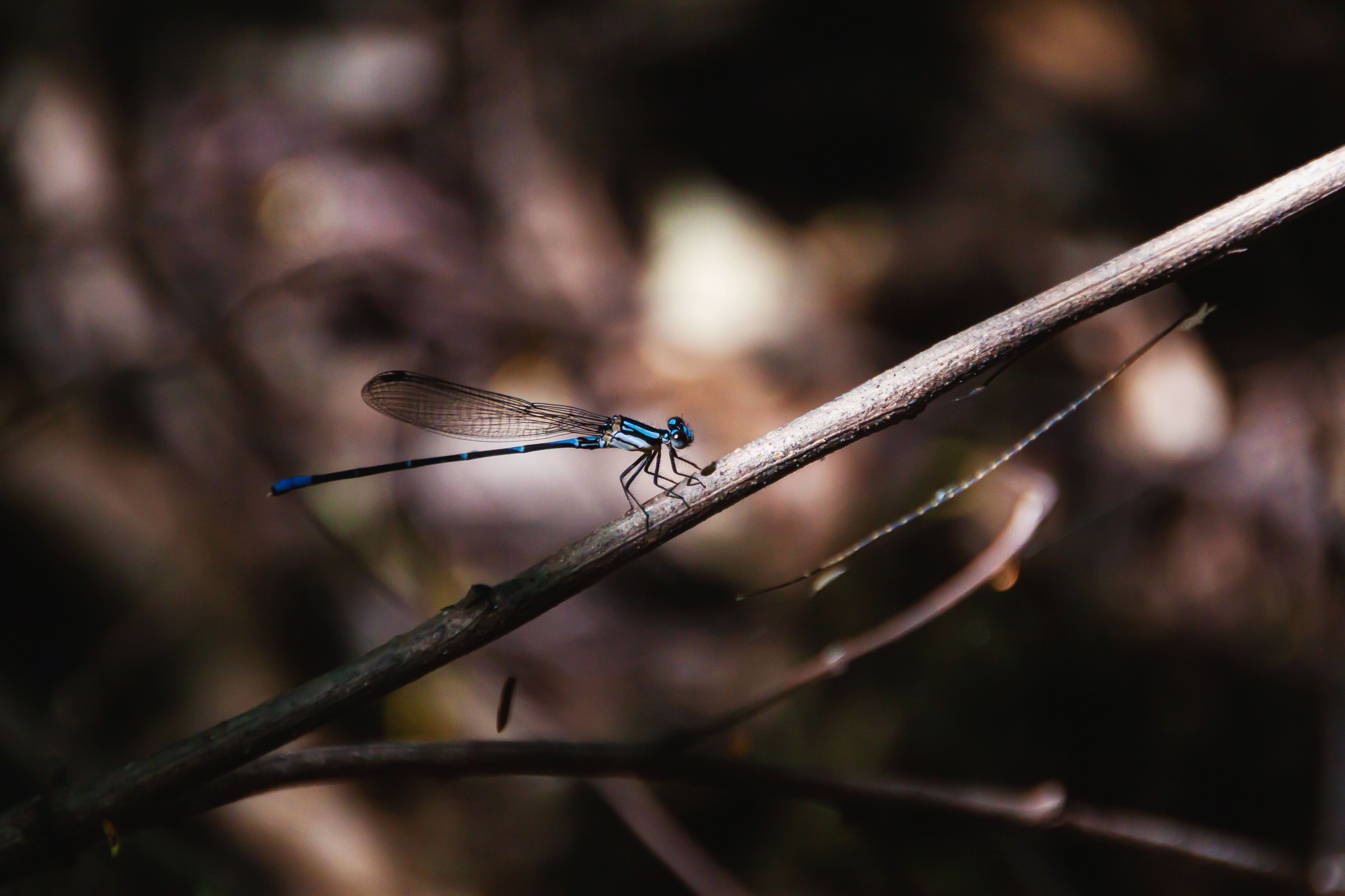 A Blue and Black Dragonfly on the Stem · Free Stock Photo