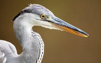 克鲁格公园里，一只苍鹭的详细特写展示了它优雅的羽毛和锋利的喙