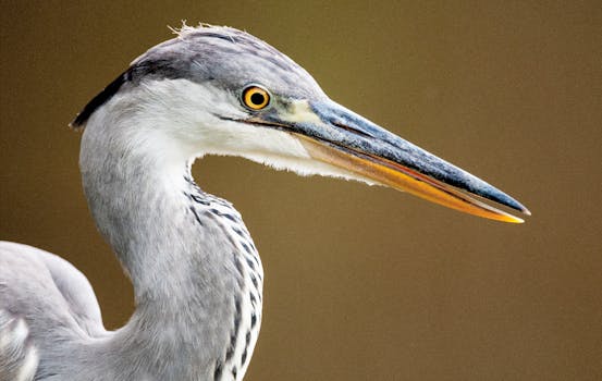 克鲁格公园里，一只苍鹭的详细特写展示了它优雅的羽毛和锋利的喙