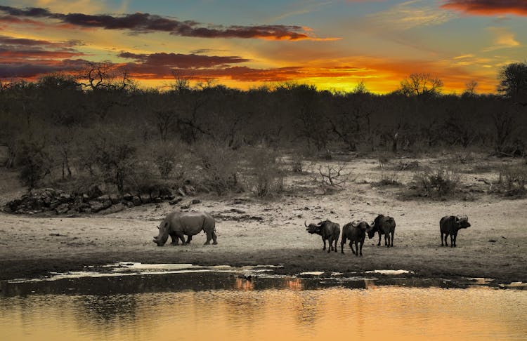 Rhino Beside Body Of Water