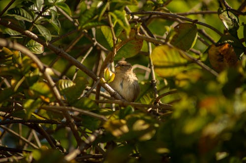 Wild bird with brown plumage perching on twig of plant with green foliage in natural habitat