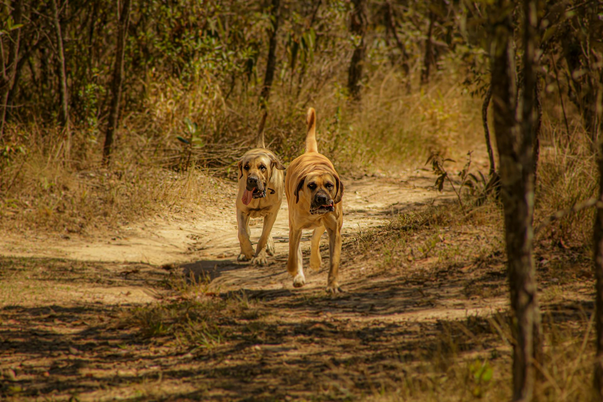 Purebred dogs walking among plants in nature