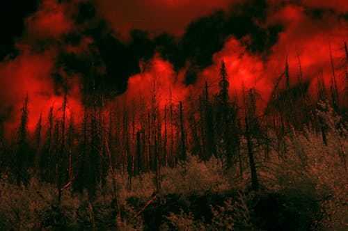倒下的樹木, 地獄, 森林 的 免費圖庫相片