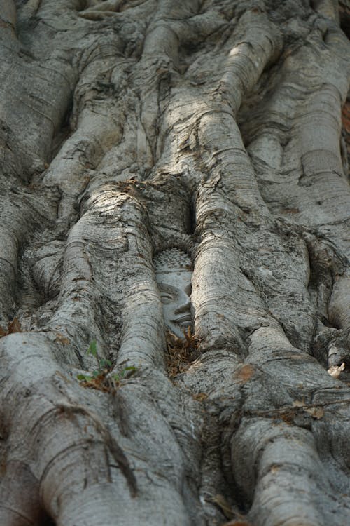 Gratis Foto stok gratis akar, batang pohon, bersejarah Foto Stok