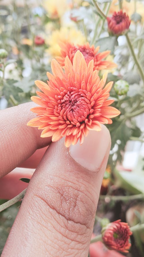 Gratis stockfoto met bloem, kleine baby, menselijke hand