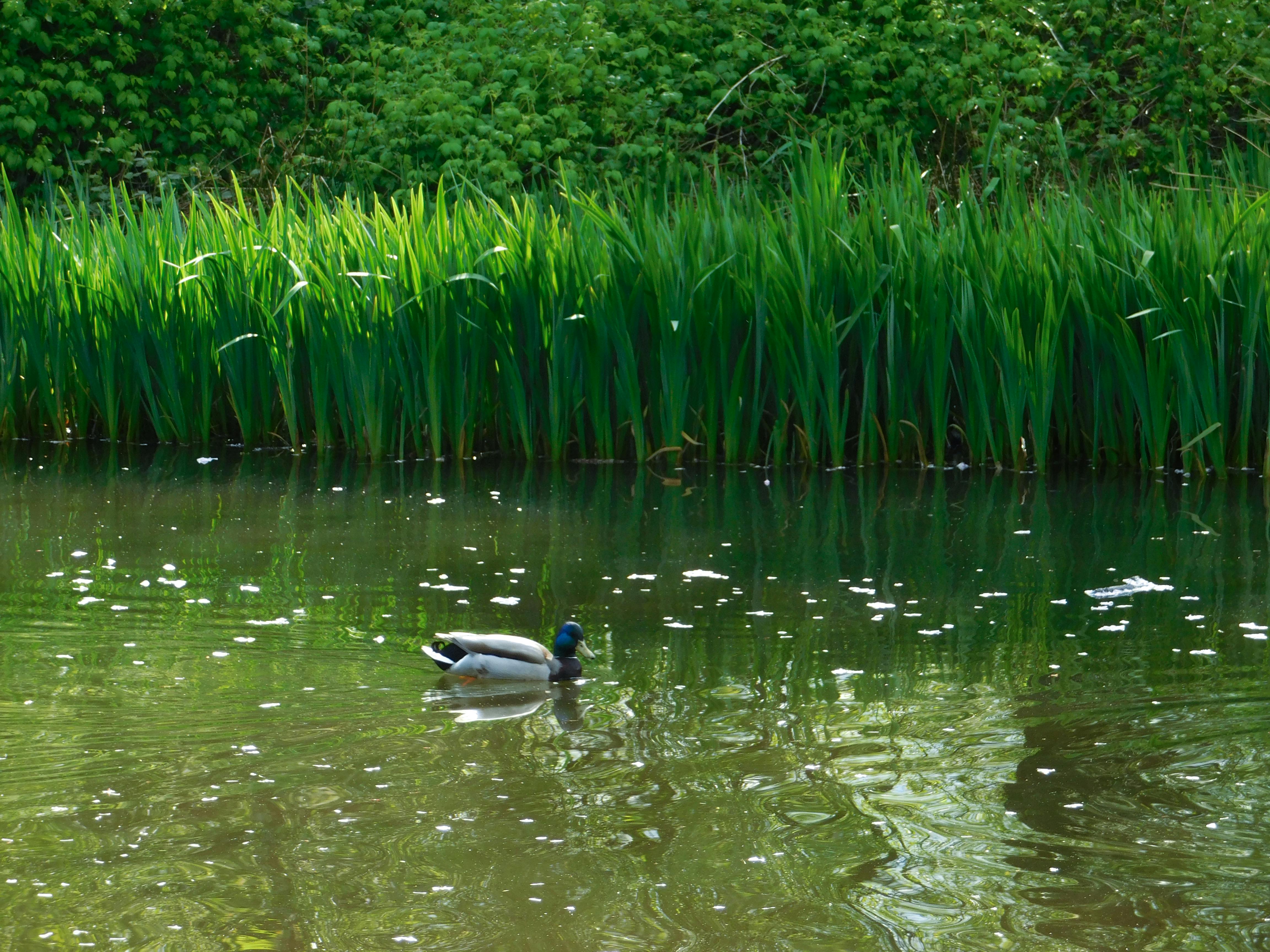 Free stock photo of animal park, animal photography, animal world