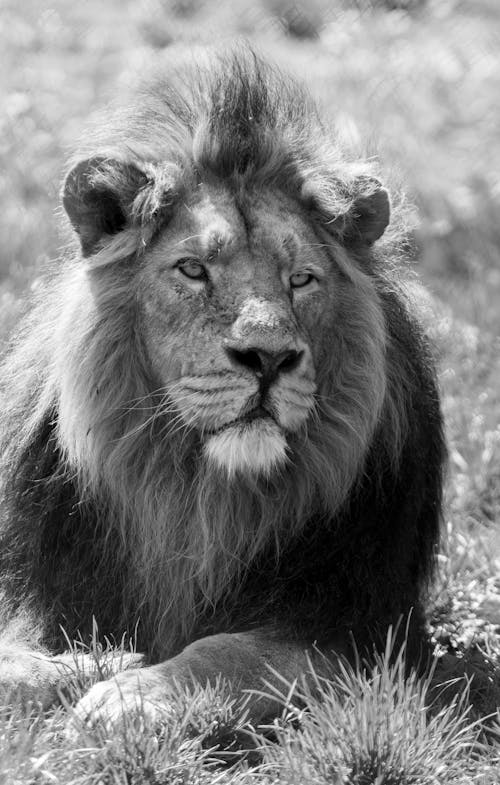 Free A Lion Lying on the Grass Stock Photo