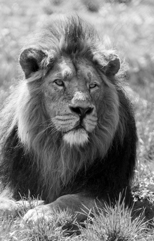 Free Black and white close-up of a lion resting in the grass, showcasing its regal features and wild nature. Stock Photo