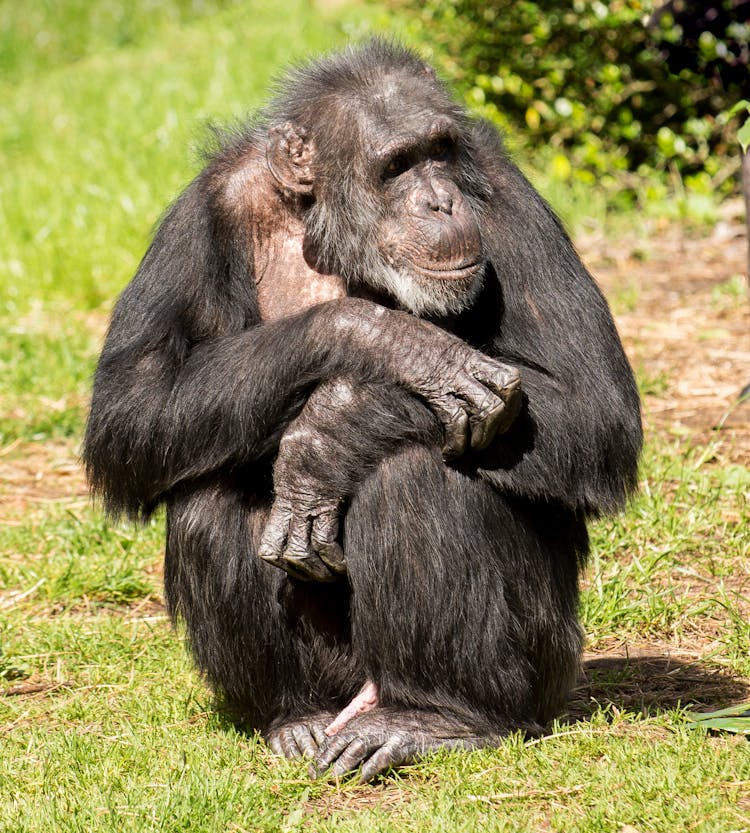 Chimpanzee On Green Grass