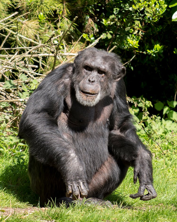 Chimpanzee On Green Grass