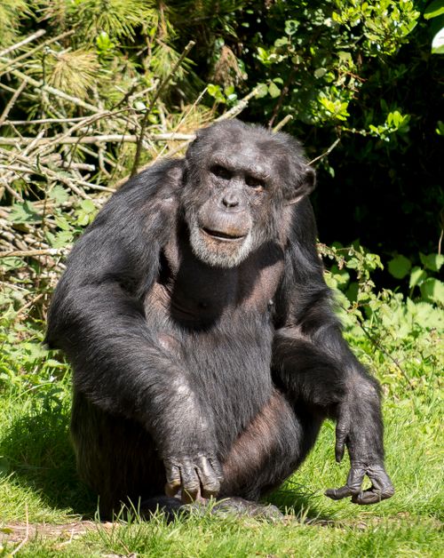 Free A chimpanzee sitting on grass in a natural outdoor setting, showcasing its wild habitat. Stock Photo