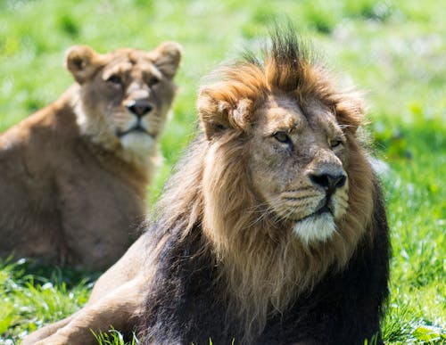 A Lion and a Lioness Lying on the Grass Field while Looking Afar