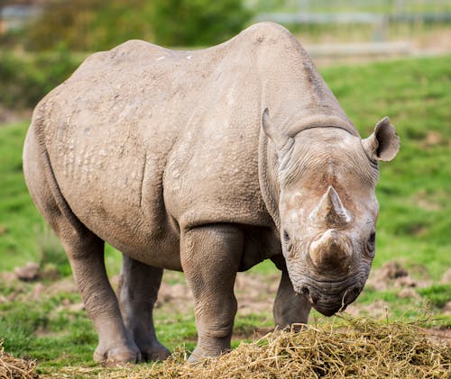 Free Brown Rhinoceros on the Meadow Stock Photo