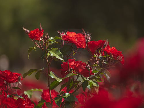 Darmowe zdjęcie z galerii z botaniczny, czerwone róże, czerwony