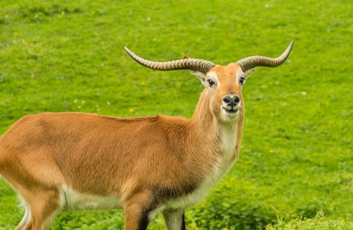 Free Close-up of a lechwe antelope standing in a vibrant green field, showcasing its unique curved horns. Stock Photo