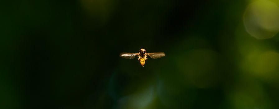 Close-up of a dragonfly in flight against a blurred green background, showcasing insect details.
