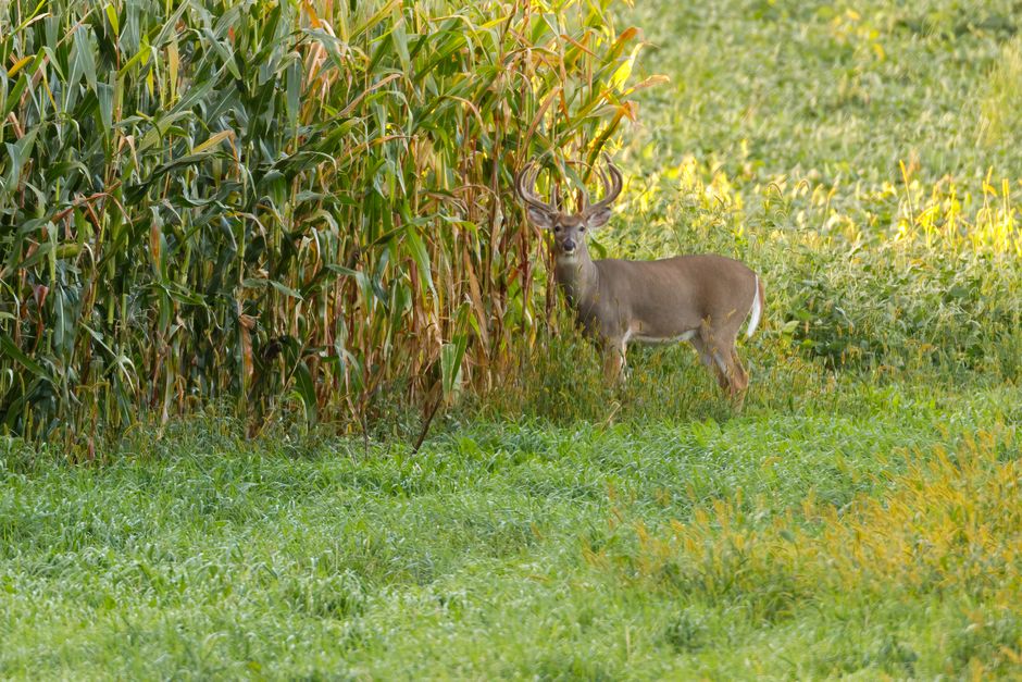 how to choose a riflescope for deer hunting