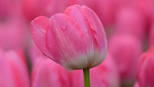 Beautiful Pink Tulip in Bloom