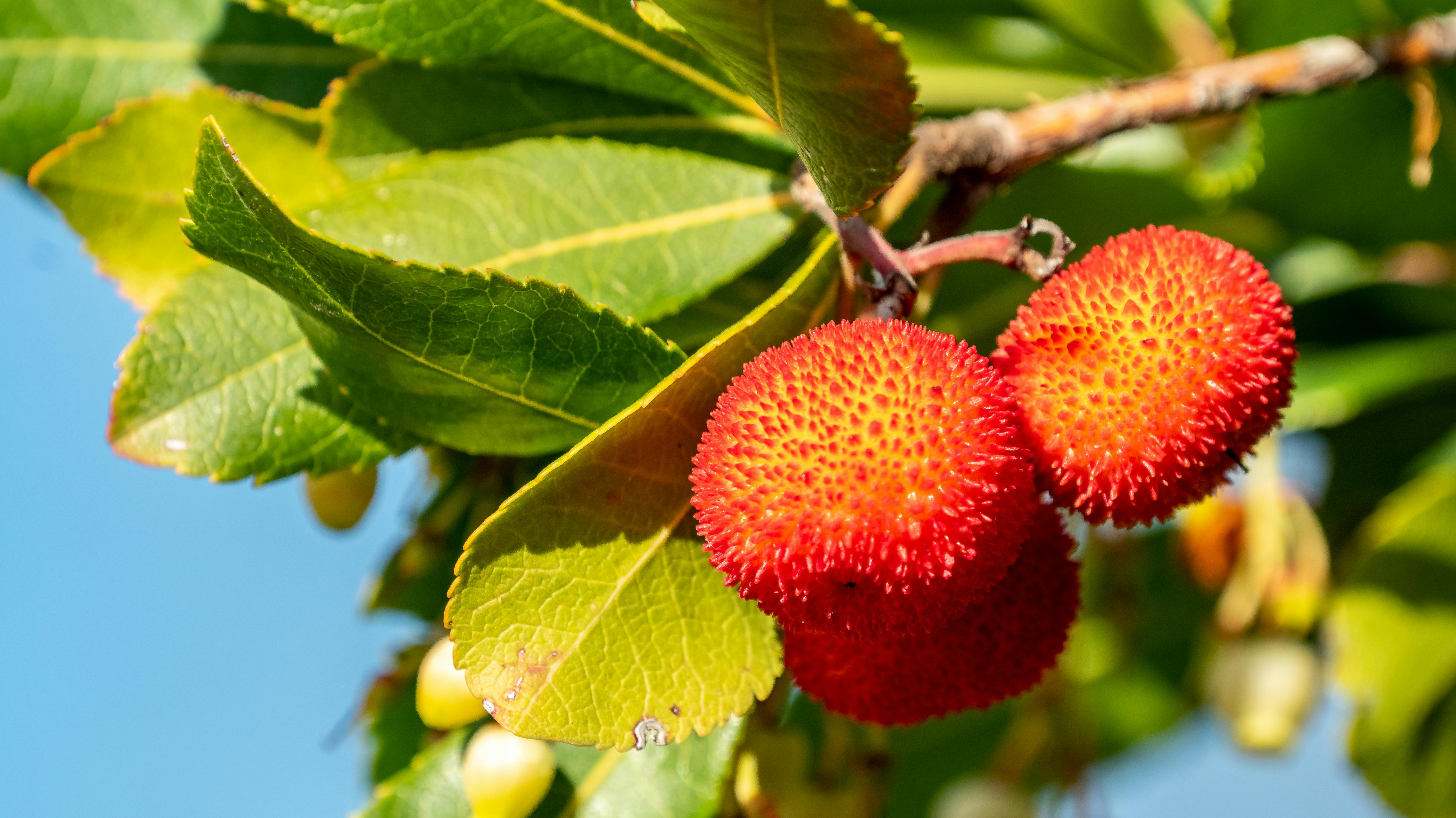 Cane Apple Hanging on the Stem of a Tree · Free Stock Photo