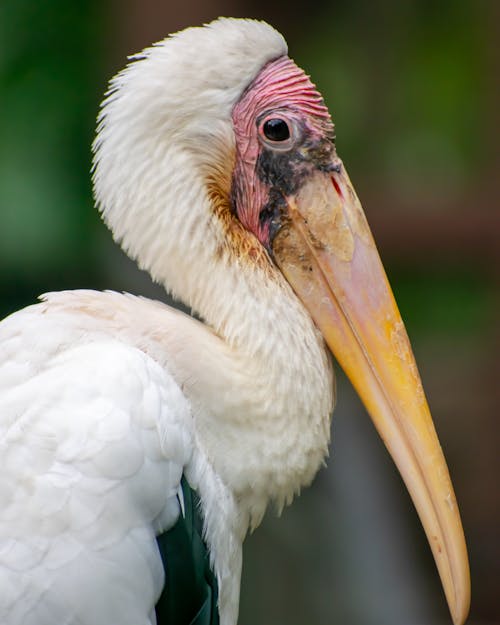 Free A White Milky Stork in Close-Up Photography  Stock Photo