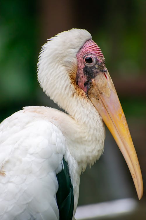 Close Up Photo of a White Bird with Long Beak