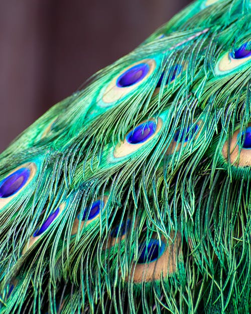 Free Close-Up Photograph of Peacock Feathers Stock Photo