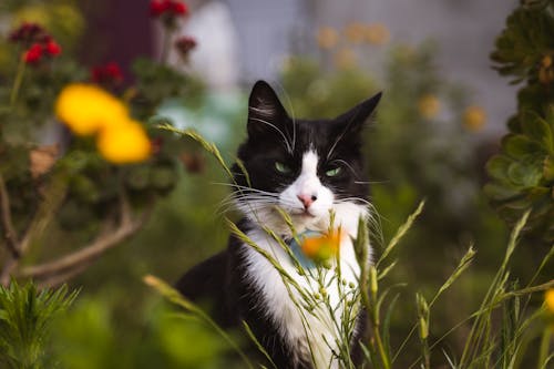 Free stock photo of blooming flowers, cat, cat eyes