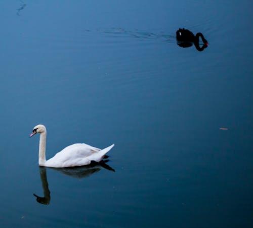 Kostenloses Stock Foto zu gans, wasser