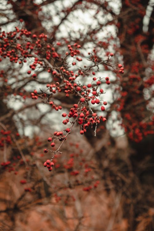 Free A detailed view of red rowan berries on a tree branch, evoking a vibrant autumn feel. Stock Photo