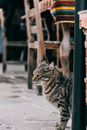 Homeless adorable gray cat sitting on ground on local market near table and chair