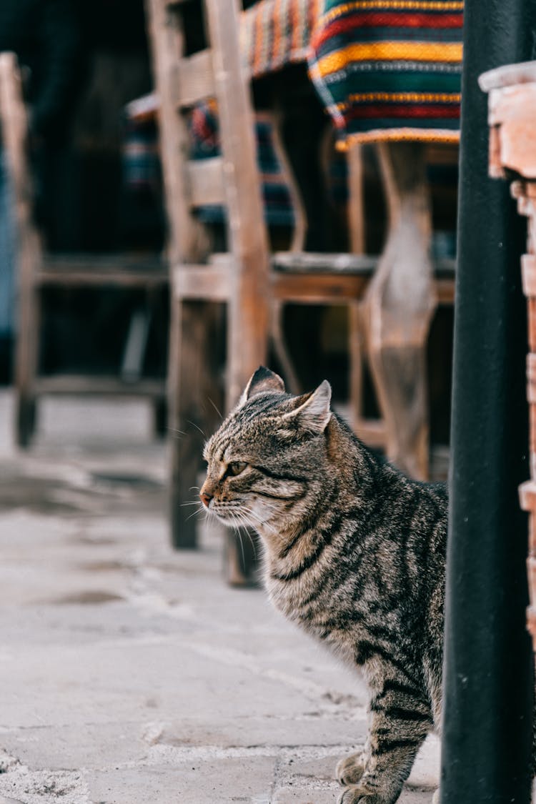 Stray Cat On Local Market