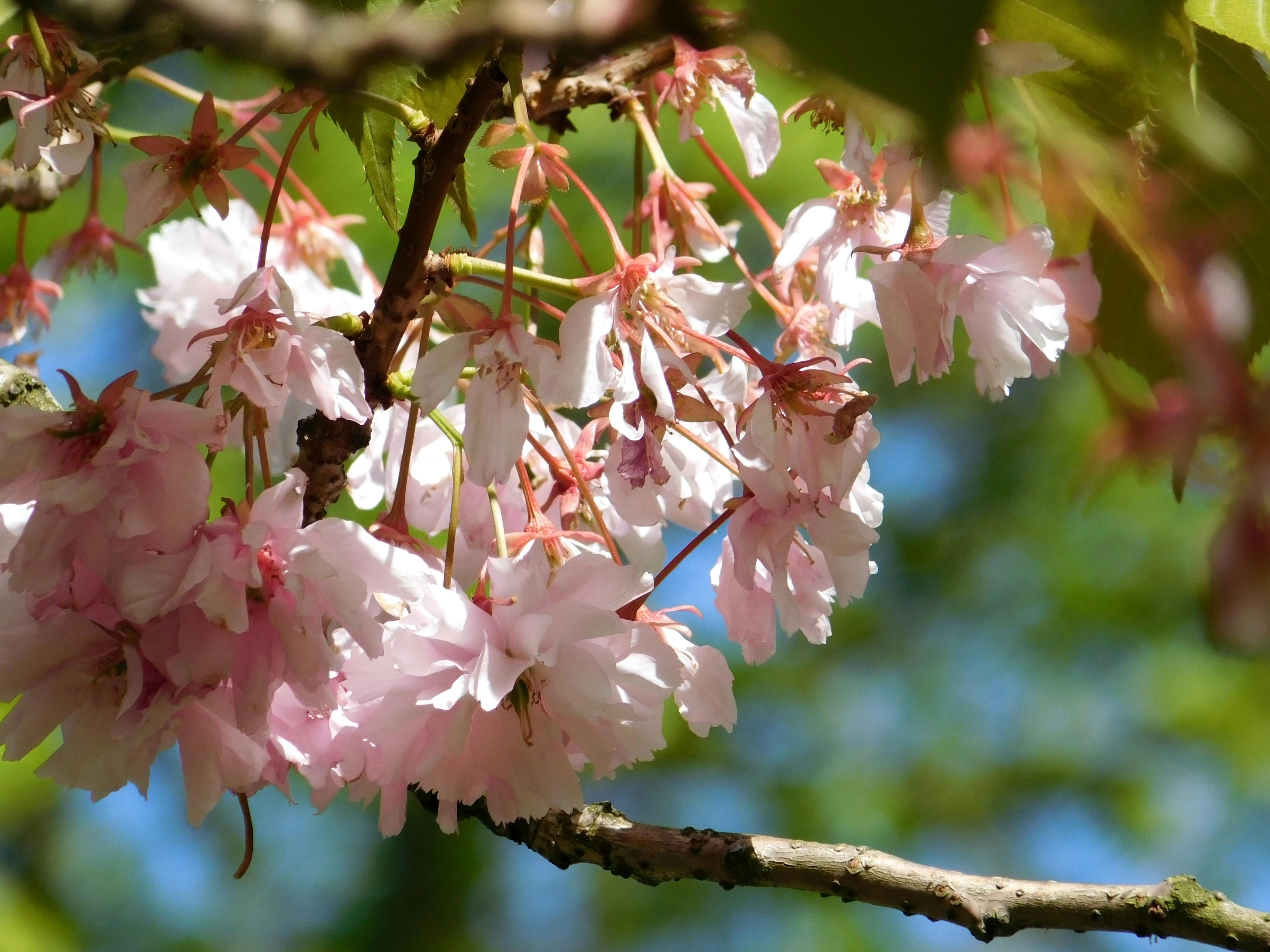 Photo Gratuite De Branche Darbre Branches Darbre Fleur Rose