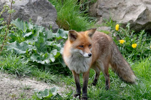 A Red Fox Standing on the Grass