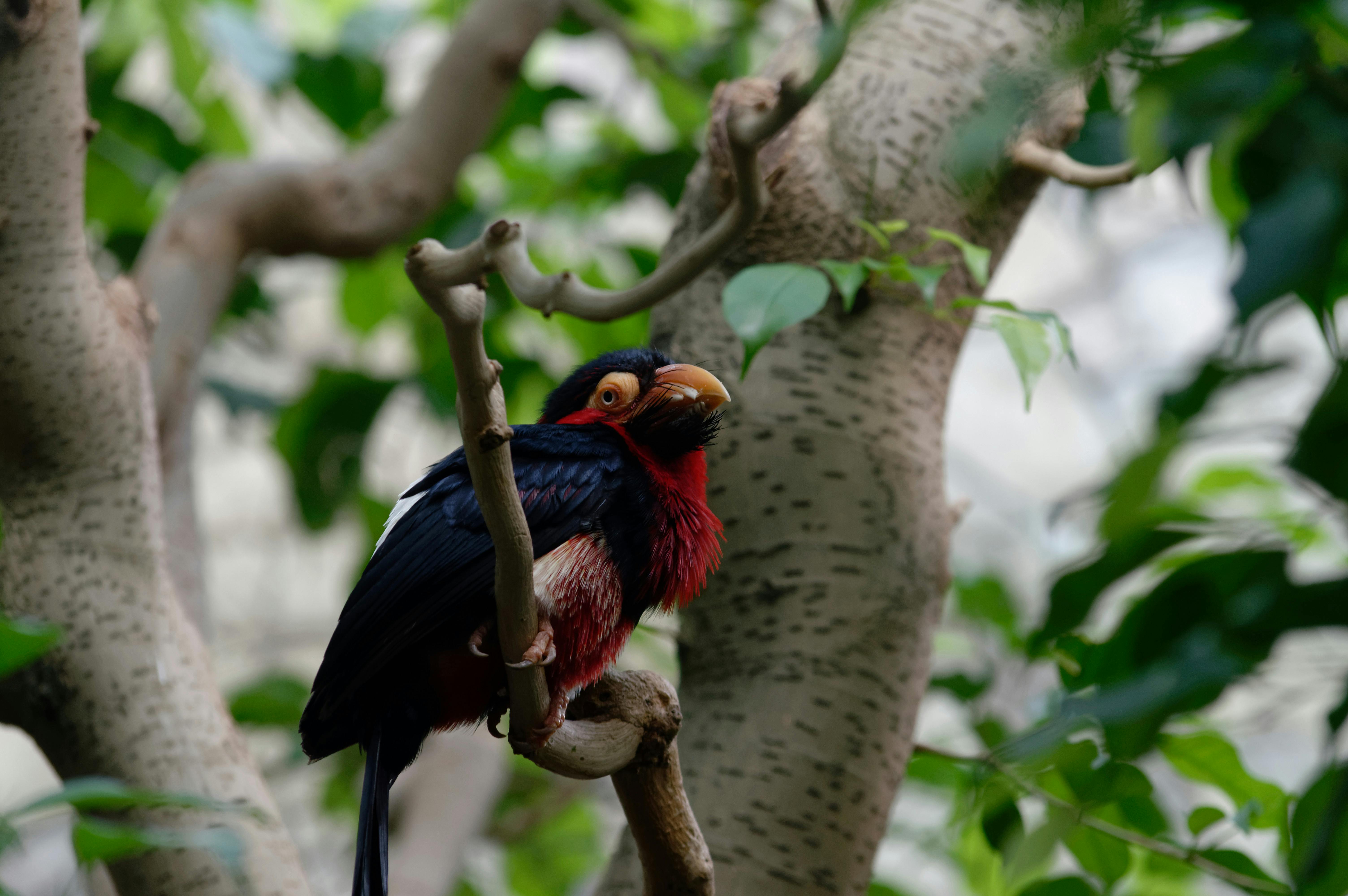 Tradycyjne nalewki Nairobi