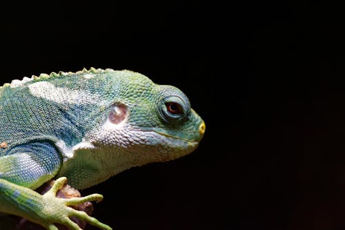 Gratis arkivbilde med dyrefotografering, iguana, nærbilde