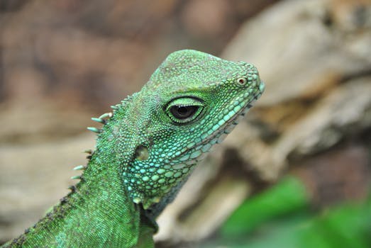 Detailed close-up of a green water dragon with vivid skin texture, highlighting its natural beauty.