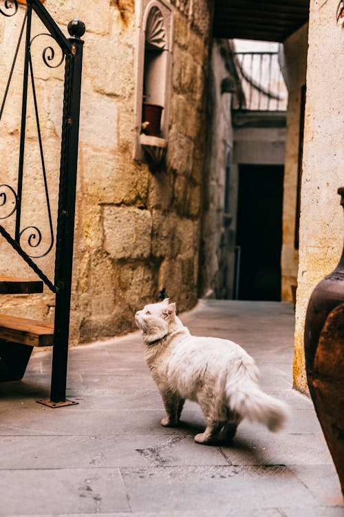 White car standing near metal staircase and flowerpot on street with narrow passage and ancient shabby building in old town