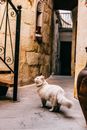 White car standing near metal staircase and flowerpot on street with narrow passage and ancient shabby building in old town