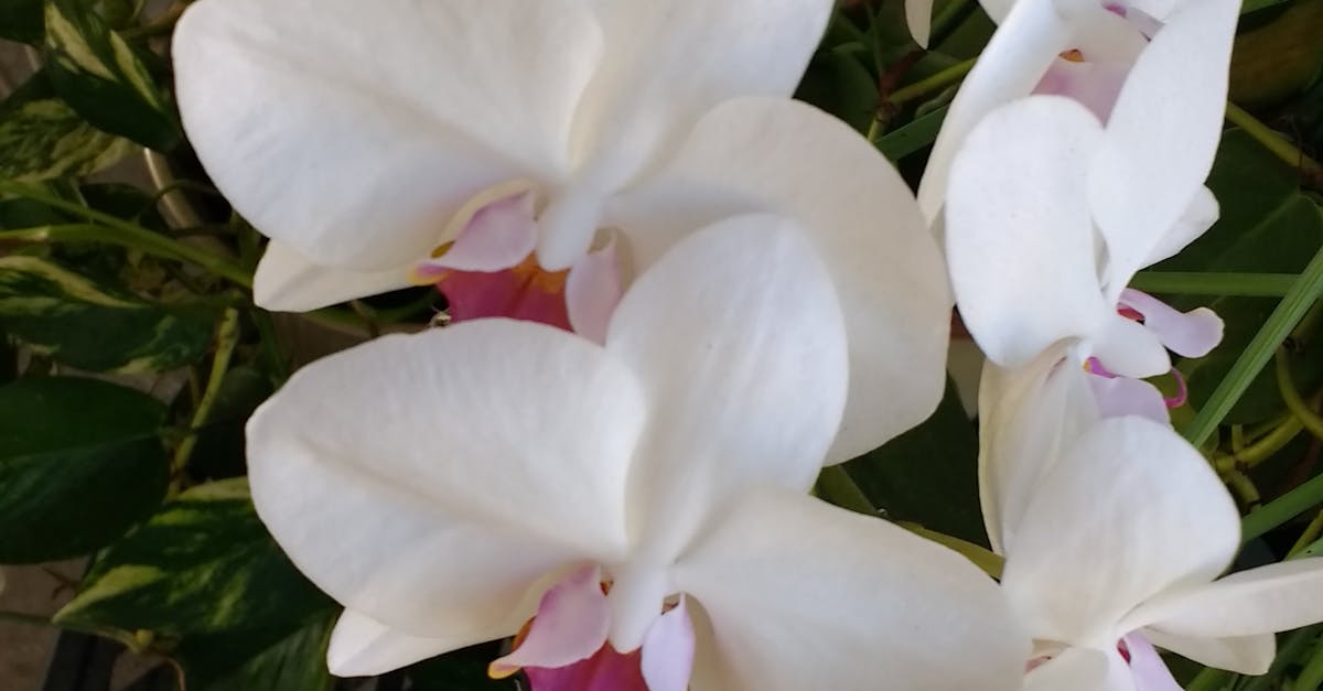 Free stock photo of flowers, orchids