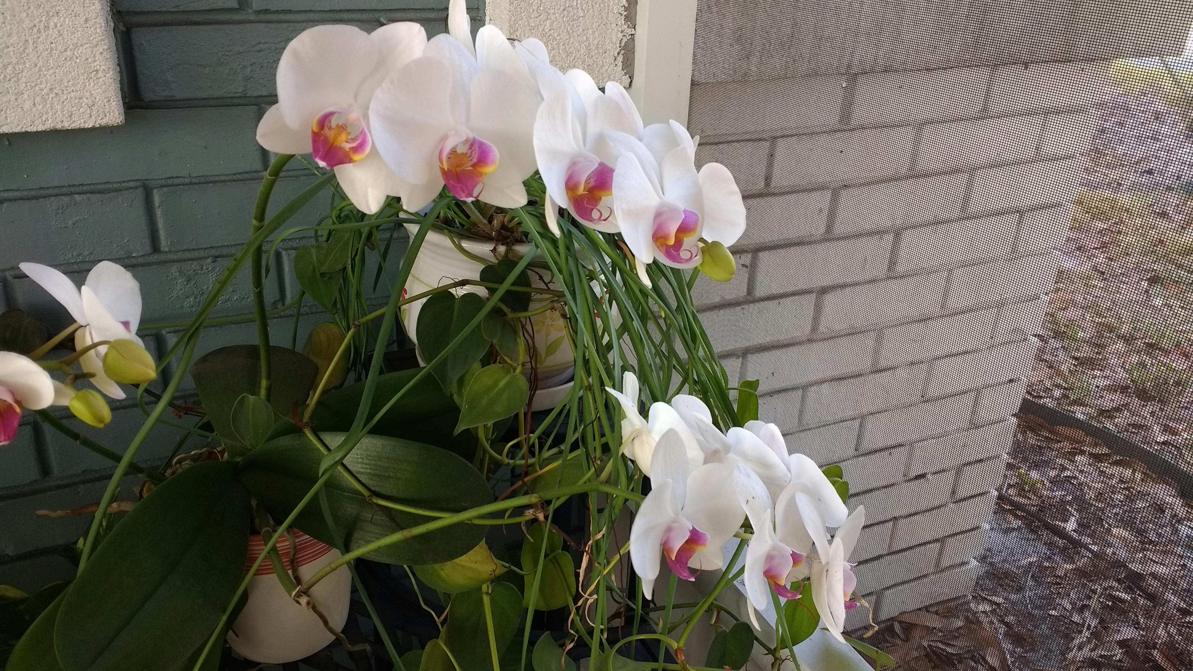 Resultado de imagem para orquídeas pexels