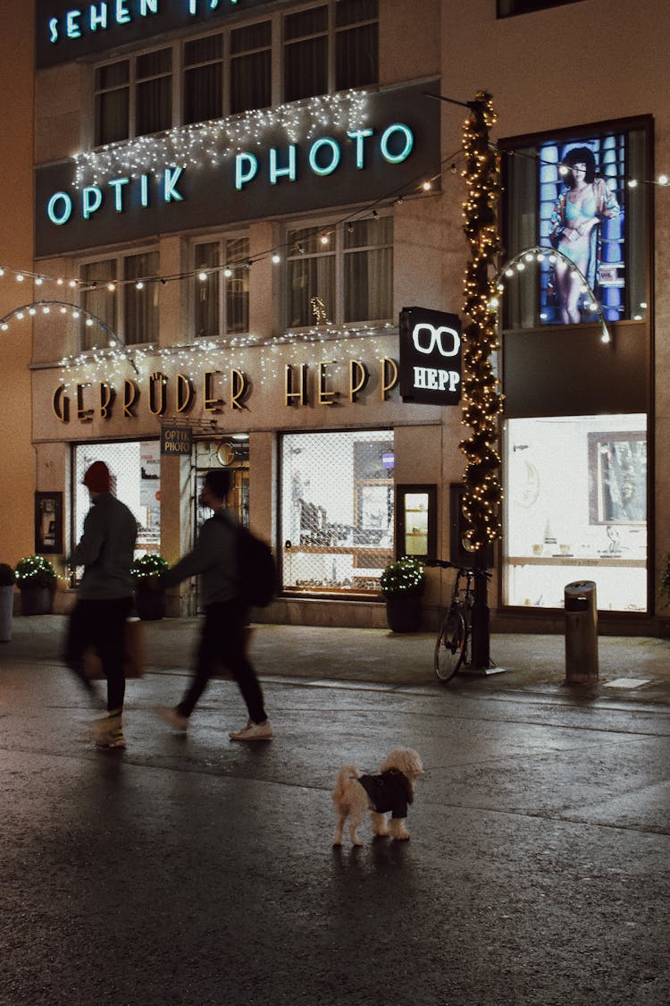 Dog In A Street At Night