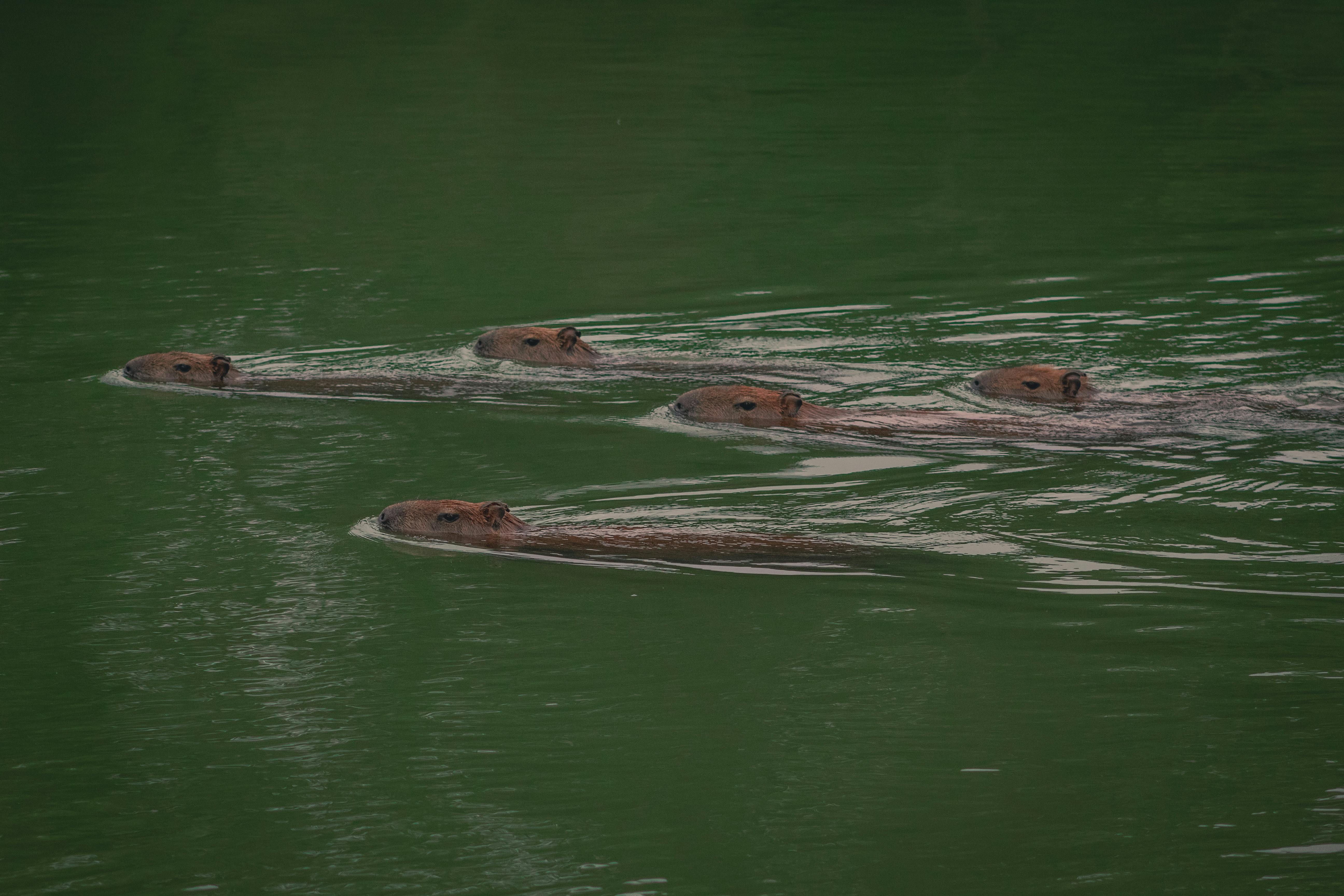 Where can Capybaras be found in Florida