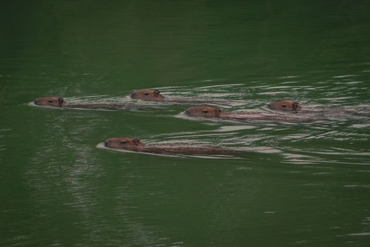 Five capybaras swimming peacefully in a lush green river setting.
