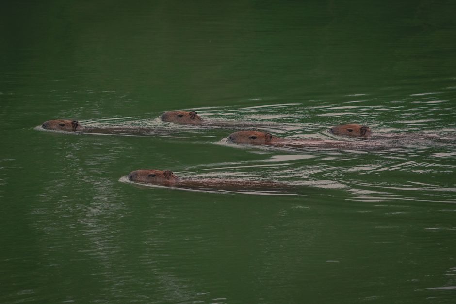 Five capybaras swimming peacefully in a lush green river setting.