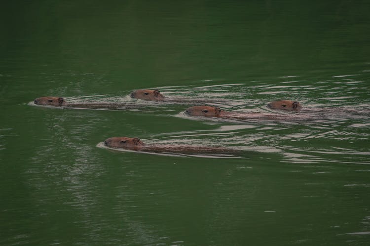 Photograph Of Capybaras Swimming 