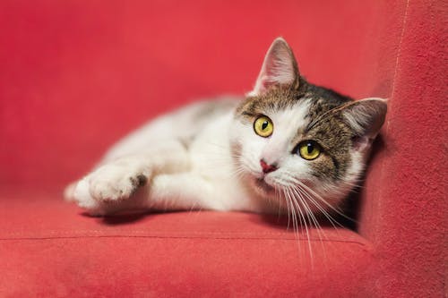 Close-Up Photo of a Cat Lying on a Red Surface