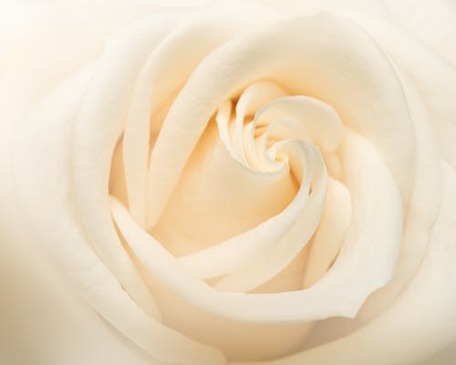 Closeup of fresh blooming rose with white petals and pleasant aroma illuminated by daylight