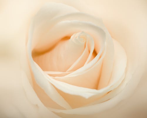 Fresh white rose flower in daylight