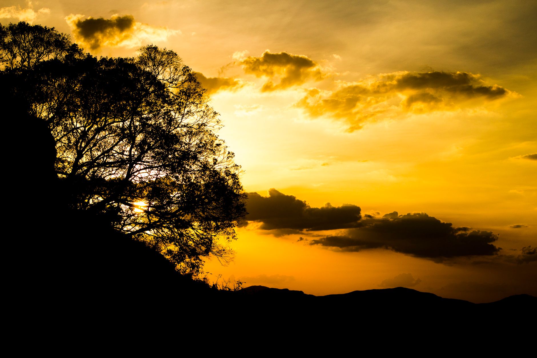 Silhouette of a lone tree against a vibrant golden sunset sky, capturing nature's beauty.. pexels, silhouette, lone