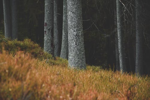 Imagine de stoc gratuită din conifer, copaci pădure, Munții Tatra